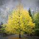 Illustration for article titled 100 Gorgeous Photos Of Fall Leaves